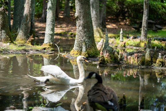 White swan swimming in the Swan Lake Iris Gardens in Sumter, South Carolina
