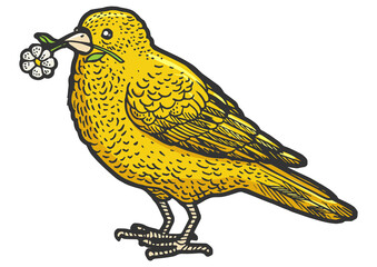Canary with a camomile in a beak sketch PNG illustration with transparent background