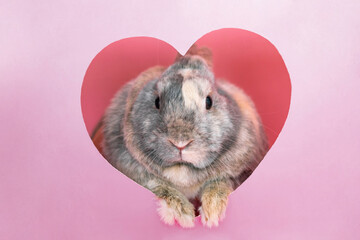 Easter bunny looks out of an heart-shaped hole in the pink background wall. Abstract concept. Square with copy space.