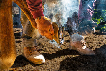 Blacksmith Shoeing Horse