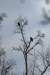 Beautiful view of bald eagles perched on tree branches in a park