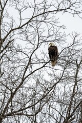 Closeup shot of a bald eagle perched on a tree branch in a park