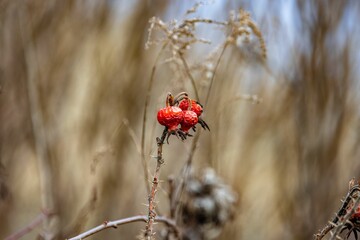 Close-up shot of dry rosehips growing in a garden with a blurred background