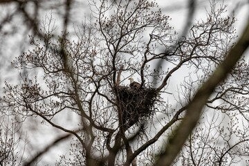 Selective focus shot of an eagle sitting in a nest on a leafless tree