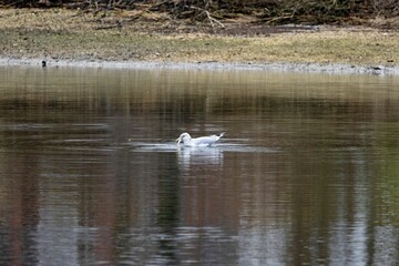 Naklejka na ściany i meble Large white-headed gull swimming in a pond