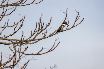 Close-up shot of a Dendrocopos sitting on a leafless tree