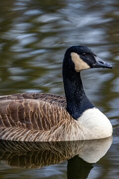 Vertical close-up shot of a Canadian goose swimming in a water