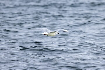 Fototapeta na wymiar Closeup shot of Bonaparte's gull flying above the water