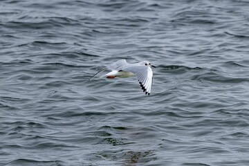 Beautiful view of a seagull flying over the sea.