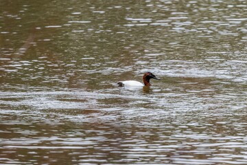 Canvasback duck swimming in water.