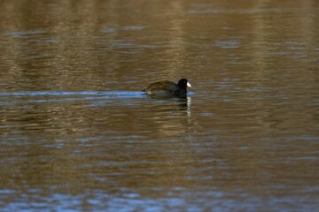 American coot duck swimming in water.