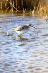 Vertical shot of a greater yellowlegs bird in a pond.
