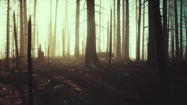 Smoke in forest caused by deforestation