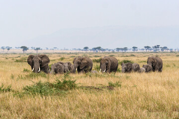 Obraz premium A herd of elephants in the Savannah of the Masai Mara