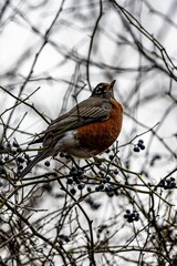 a small bird perched on a tree branch with berries on it