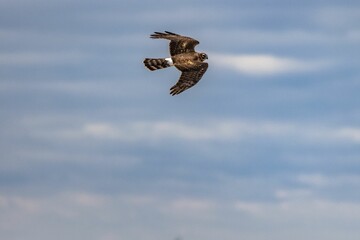 an image of a bird flying in the sky above a boat