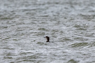 a black and white photo of a small bird in the water