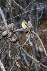 a bird is sitting on top of a tree branch in the woods