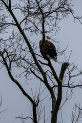 an eagle perches on a tree branch during the day