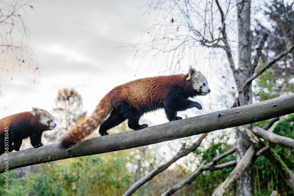 Poster low angle shot of two red pandas crawling on a tree branch