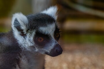 Closeup shot of a furry white black lemur