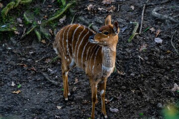 Obraz na płótnie Canvas High angle shot of a striped brown deer in a park