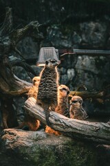 Vertical shot of a group of fluffy brown meerkats on a piece of wood
