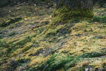 High angle shot of green moss growing on a forest floor