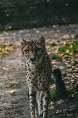 Vertical shot of a beautiful spotted cheetah in a forest