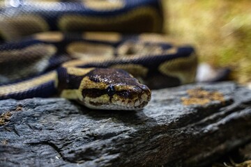 Closeup shot of details on a ball python in a zoo