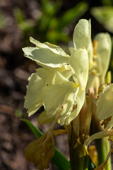 Roscoea x beesiana a summer flowering plant with a cream white summertime flower, stock photo image
