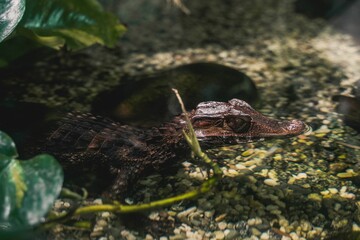 Closeup shot of a baby brown alligator swimming in a pond