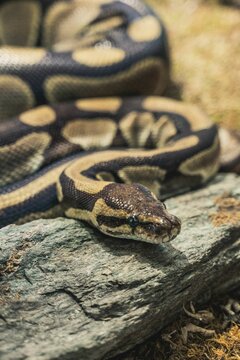 Vertical closeup shot of details on a ball python in a zoo