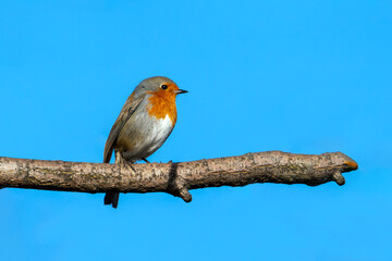 Robin redbreast (Erithacus rubecula) bird a British European garden songbird with a red or orange breast often found on Christmas cards, stock photo image