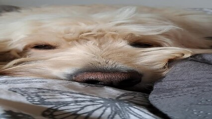 Goldendoodle liegt im Bett