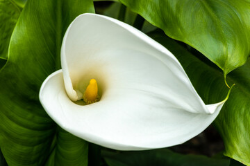 Zantedeschia aethiopica a spring summer flowering plant with a white summertime flower commonly known as arum lily, stock photo image