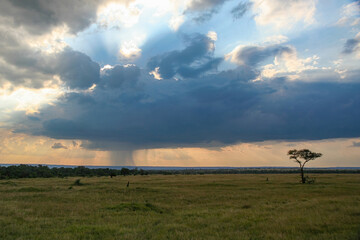 The raining season in the savannah of east africa