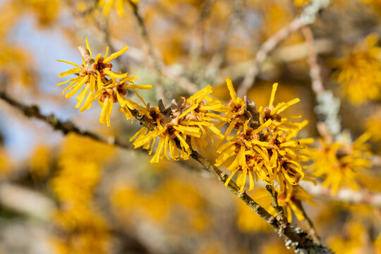 Hamamelis x Intermedia 'Brevipetala' (Witch Hazel) a winter spring flowering tree shrub plant which has a highly fragrant springtime yellow flower and leafless when in bloom stock photo image