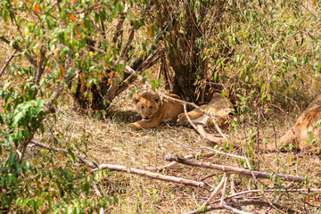 A lion cub in the masai mara