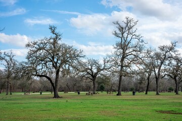 Scene of the many bare trees in the park covered with green grass in the daytime