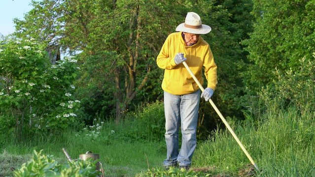 Elderly man works in garden. Senior man collects dry grass with rake on garden plot of land. Old man wears special work gloves and straw hat