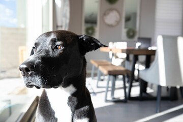 Closeup shot of an adorable black dog looking out a sunny window