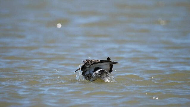 Slow motion of a black-tailed godwit (Limosa limosa) washing itself on the lake and flying away