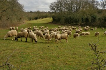 Un troupeau de moutons dans un champ.