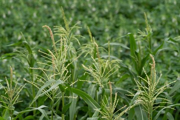 Closeup shot of crops in Pyeongtaek-si, South Korea