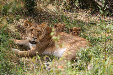 A lion cub in the masai mara