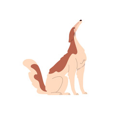 Obraz premium Borzoi dog. Cute graceful doggy of Russian Hunting Sighthound breed. Proud elegant bicolor canine animal with long muzzle, profile, side view. Flat vector illustration isolated on white background