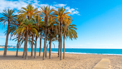 Palms tree on the beach- mediterranean sea