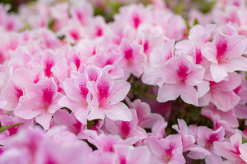 Obraz premium Pink rhododendron flowers in public park