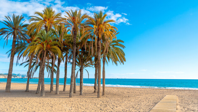 Palms tree on the beach- mediterranean sea © M.studio